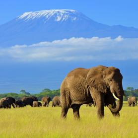 Norsulauma-ja-Kilimanjaro-Amboseli-Kenia-Olympia